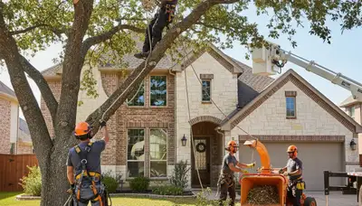 Tree service crew in Allen, TX providing professional tree care for local homes and businesses