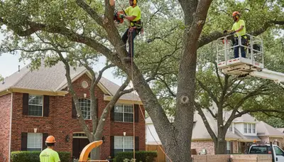 Tree service crew in Allen, TX providing professional tree trimming and removal