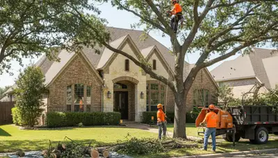 Tree service crew in Allen, TX providing professional tree care for residential properties