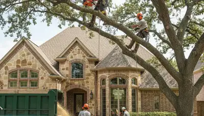 Tree service crew in Allen, TX providing professional tree care for local homeowners