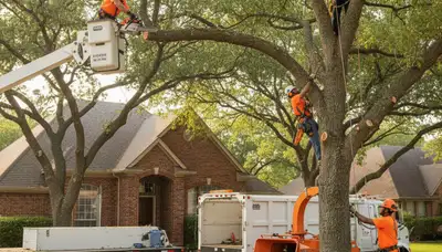 Tree service crew serving Allen, TX with professional tree trimming and removal equipment