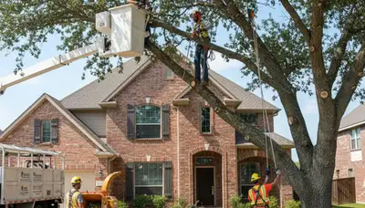 Tree service crew in Allen, TX providing professional tree care and removal services