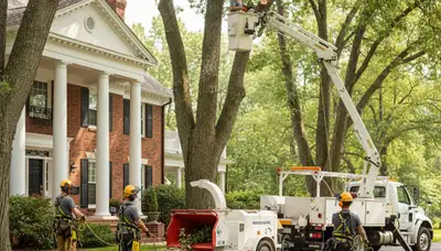 Tree service crew in Allen, TX providing professional tree removal and trimming services