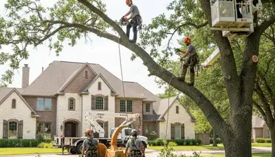 Tree service crew in Allen, TX providing professional tree trimming and removal services