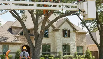Tree service crew in Allen, TX providing professional tree care and removal for local properties