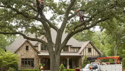 Tree service crew in Allen, TX providing professional tree trimming and removal