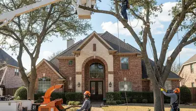 Tree service crew in Allen, TX providing professional tree care and removal services