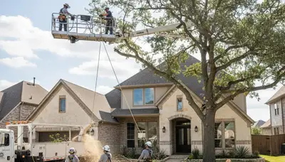 Tree service crew in Allen, TX providing professional tree trimming and removal services