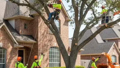 Tree service crew in Allen, TX providing professional tree trimming and removal services