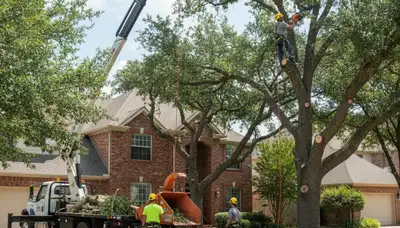 Tree service crew in Allen, TX providing professional tree trimming and removal services