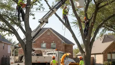 Tree service crew in Allen, TX providing professional tree trimming and removal services