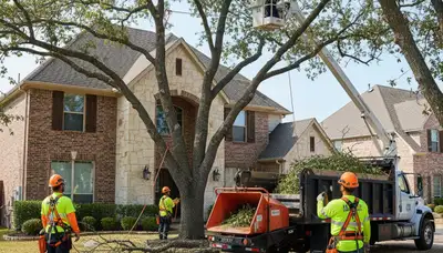 Tree service crew in Allen, TX providing professional tree care for local homeowners