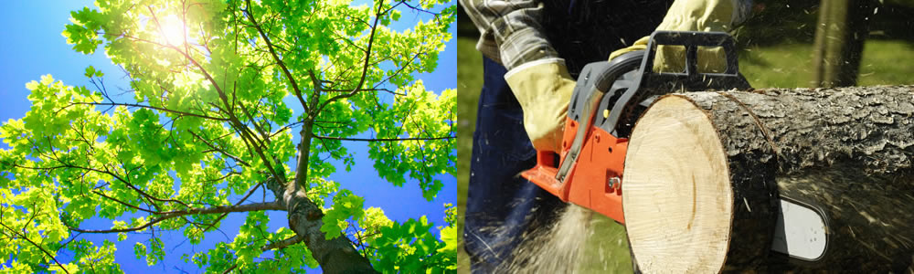 Tree Services Prosper